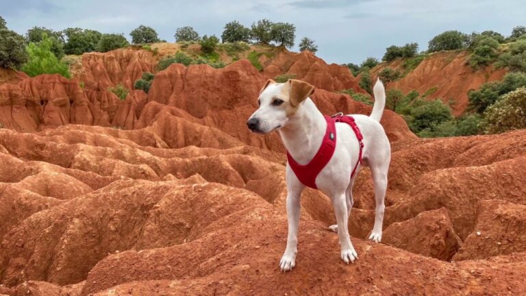 Senderismo con Perros: Mejores Rutas en Riaza