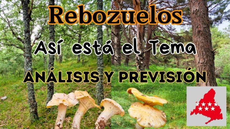Actividades de Aventura Imperdibles Cerca de Navafr&iacute;a