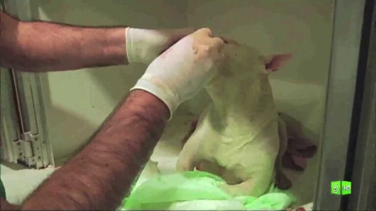 Gu&iacute;a de Cl&iacute;nicas Veterinarias en Coca